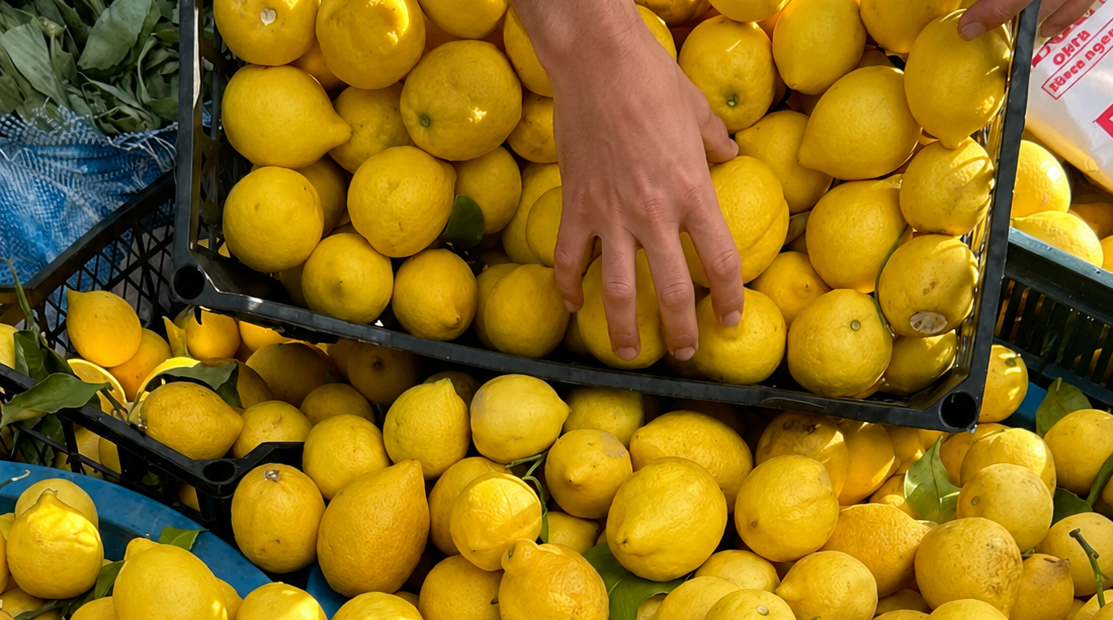 Hands harvesting fresh citrus