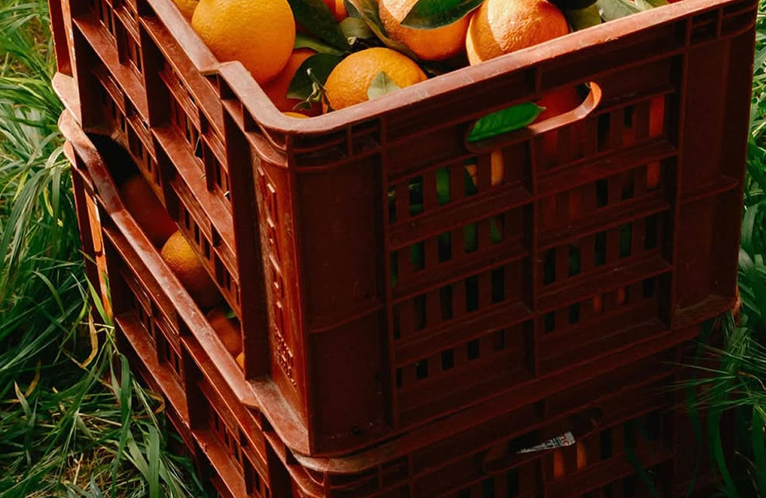 Freshly harvested produce in crates