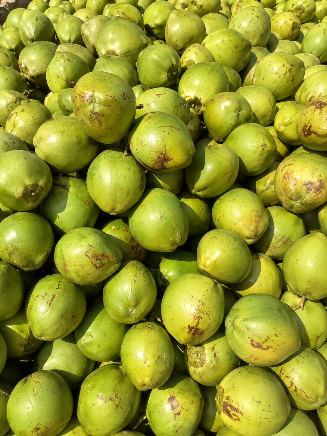Coconut